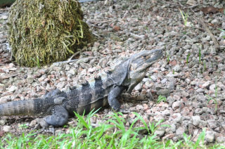 Costa Rican Iguana