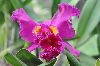 Orchid at Lankester Garden